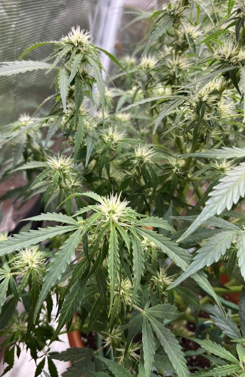 Auto Frozen Biscotti 2026. Week 7