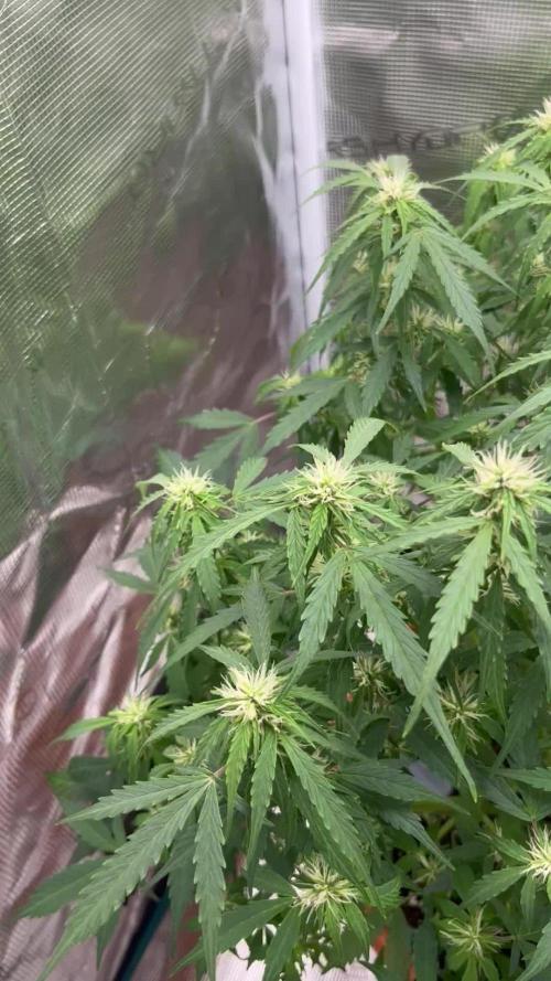 Auto Frozen Biscotti 2026