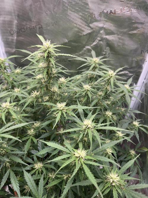 Auto Frozen Biscotti 2026. Week 8
