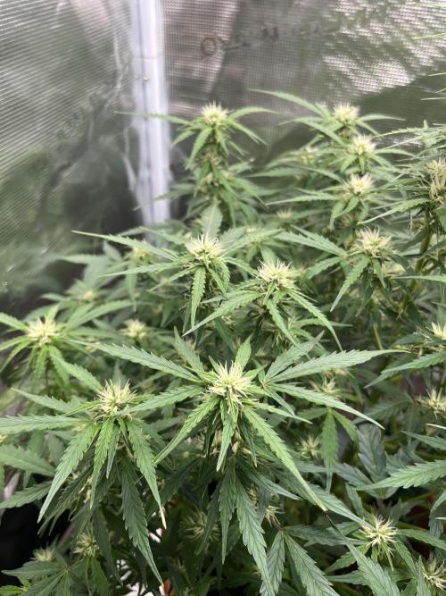 Auto Frozen Biscotti 2026. Week 8