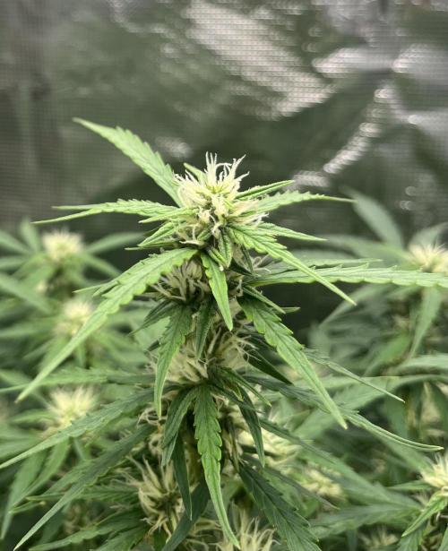Auto Frozen Biscotti 2026. Week 8