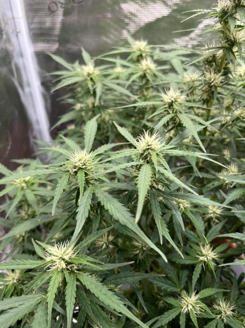 Auto Frozen Biscotti 2026. Week 8