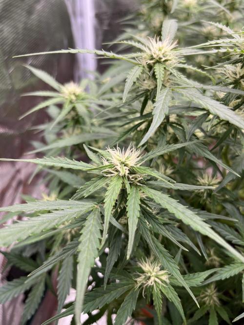 Auto Frozen Biscotti 2026. Week 8