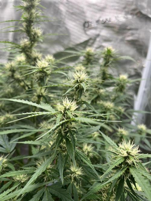 Auto Frozen Biscotti 2026. Week 8