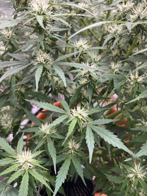 Auto Frozen Biscotti 2026. Week 8