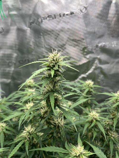 Auto Frozen Biscotti 2026. Week 8