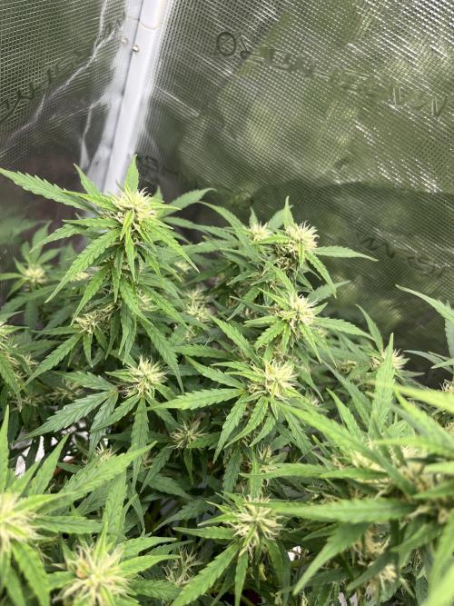 Auto Frozen Biscotti 2026. Week 8