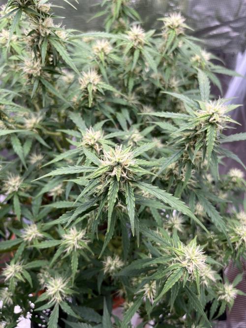 Auto Frozen Biscotti 2026. Week 8
