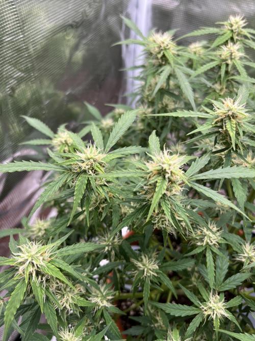 Auto Frozen Biscotti 2026. Week 8