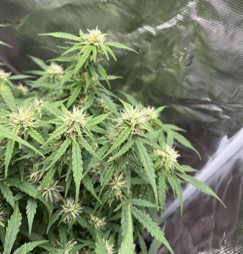 Auto Frozen Biscotti 2026. Week 8