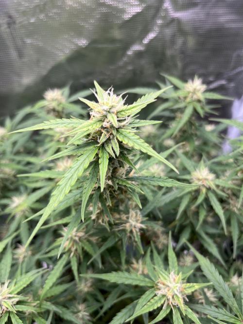 Auto Frozen Biscotti 2026. Week 8