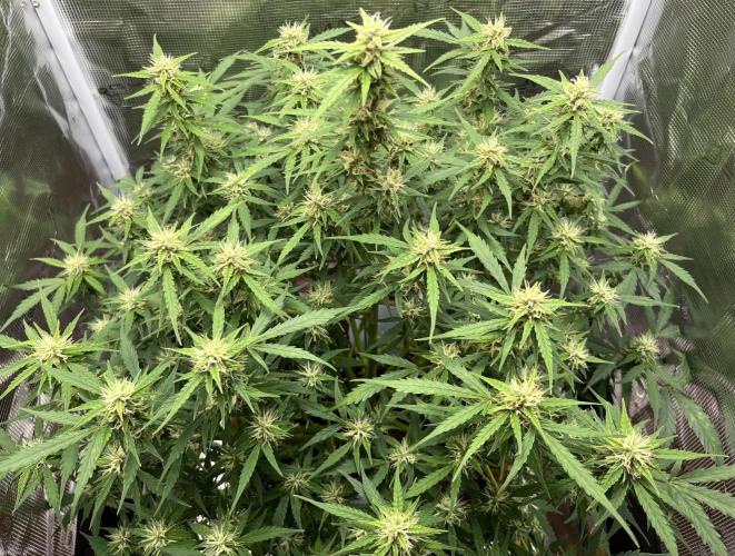 Auto Frozen Biscotti 2026. Week 8