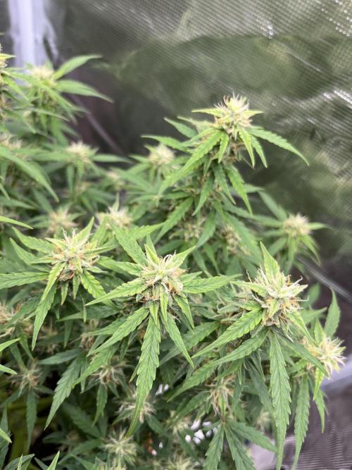 Auto Frozen Biscotti 2026. Week 9