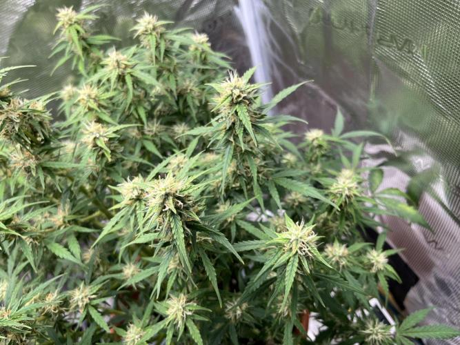 Auto Frozen Biscotti 2026. Week 9