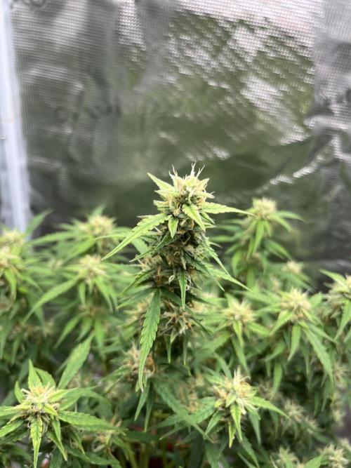 Auto Frozen Biscotti 2026. Week 9