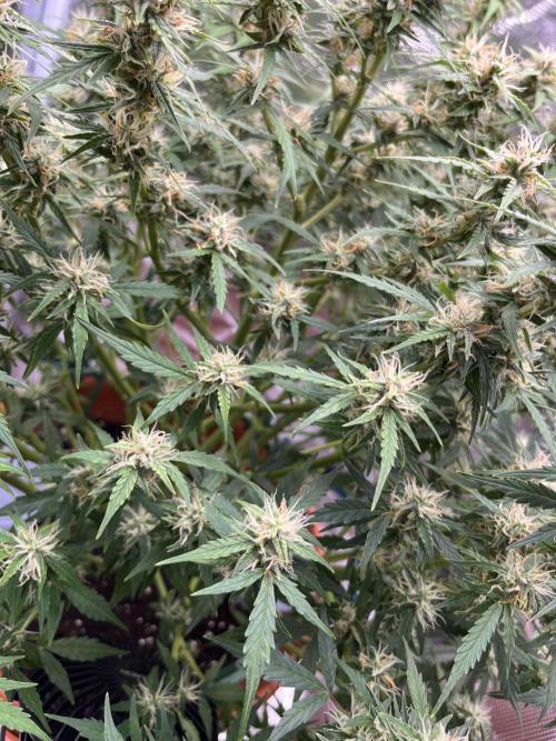 Auto Frozen Biscotti 2026. Week 9