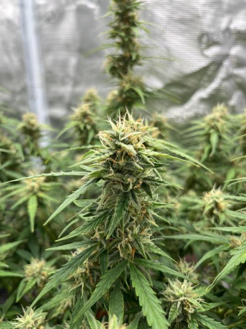Auto Frozen Biscotti 2026. Week 9