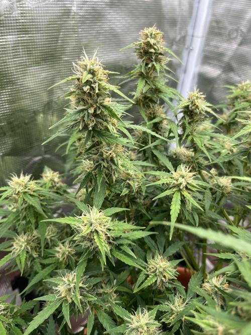 Auto Frozen Biscotti 2026. Week 9