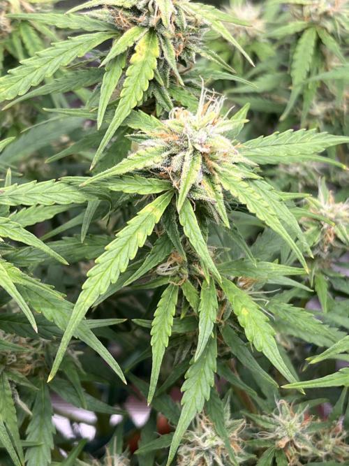 Auto Frozen Biscotti 2026. Week 9