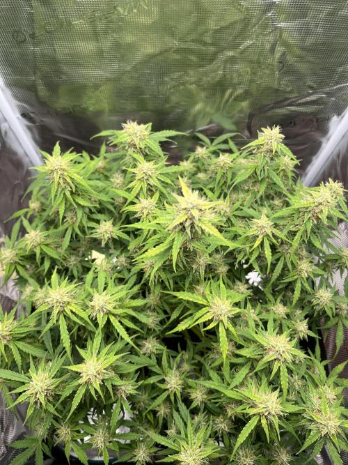 Auto Frozen Biscotti 2026. Week 9