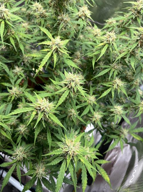 Auto Frozen Biscotti 2026. Week 9