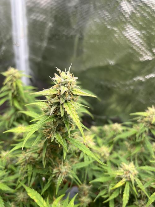 Auto Frozen Biscotti 2026. Week 9