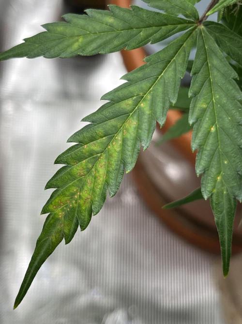 Auto Frozen Biscotti 2026. Week 9 - one of the damaged leaves