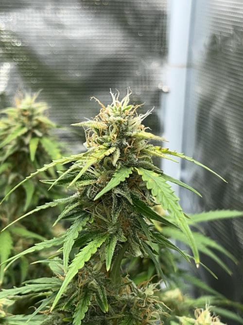 Auto Frozen Biscotti 2026. Week 10