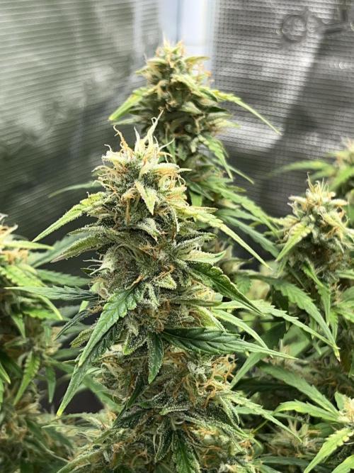 Auto Frozen Biscotti 2026. Week 10
