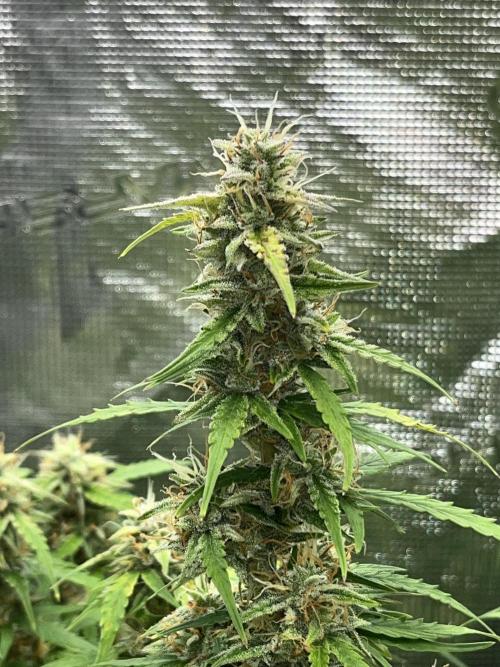 Auto Frozen Biscotti 2026. Week 10