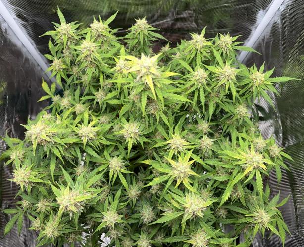 Auto Frozen Biscotti 2026. Week 10
