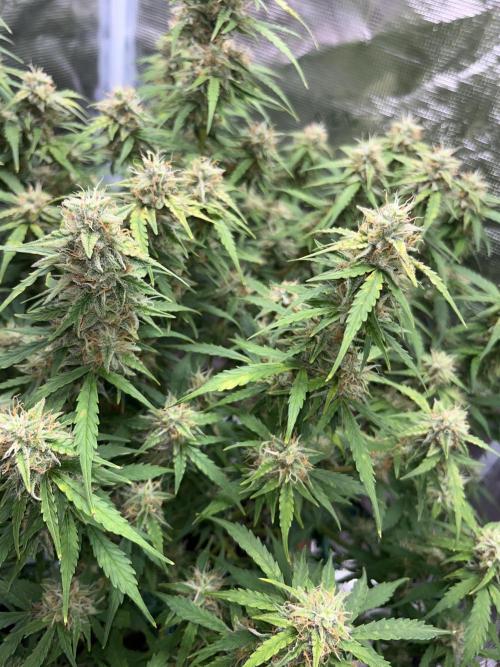 Auto Frozen Biscotti 2026. Week 10