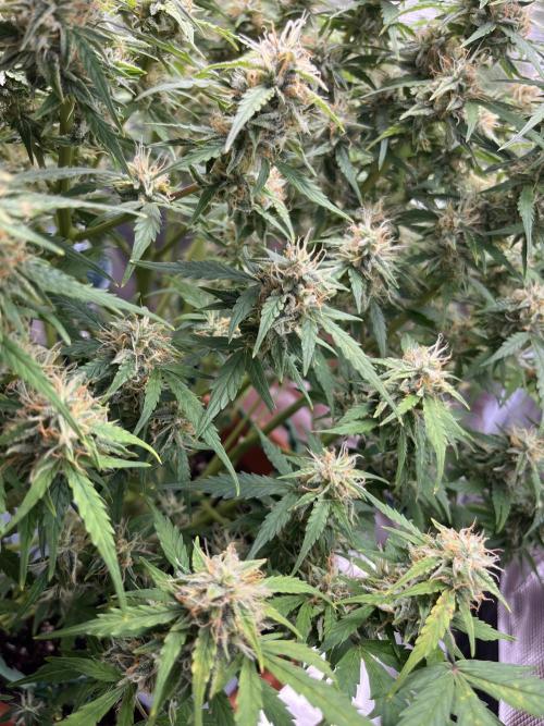 Auto Frozen Biscotti 2026. Week 10