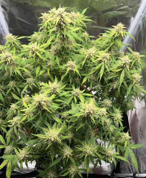 Auto Frozen Biscotti 2026. Week 10