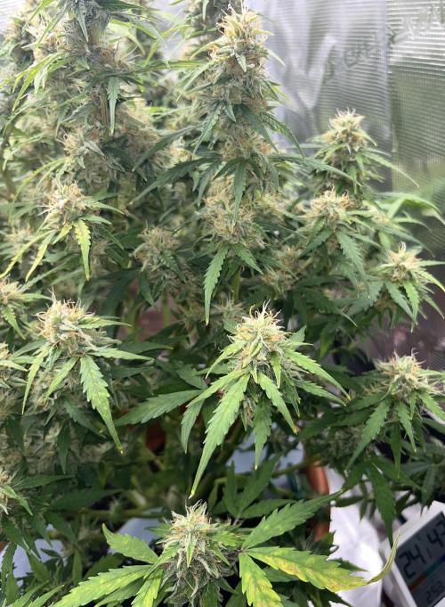 Auto Frozen Biscotti 2026. Week 10