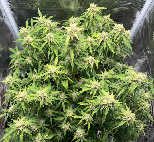 Auto Frozen Biscotti 2026. Week 10