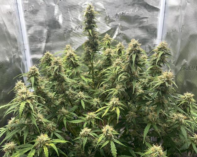 Auto Frozen Biscotti 2026. Week 10