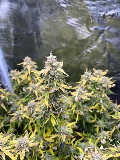 Auto Frozen Biscotti 2026. Week 11