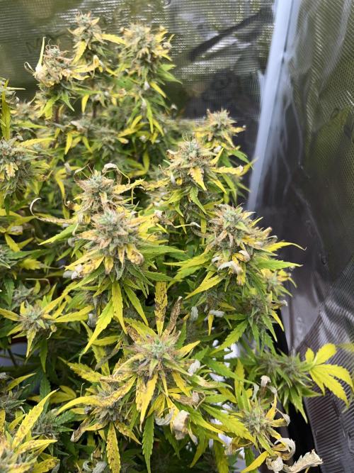 Auto Frozen Biscotti 2026. Week 11