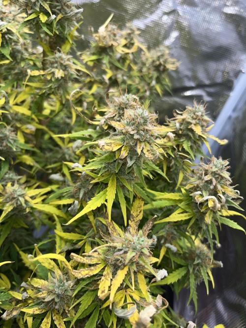 Auto Frozen Biscotti 2026. Week 11 - I removed the dried up leaves a few hours later 