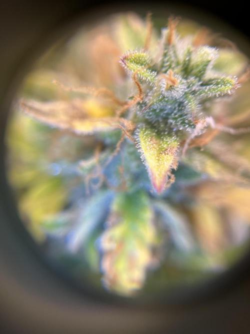 Auto Frozen Biscotti 2026. Week 11