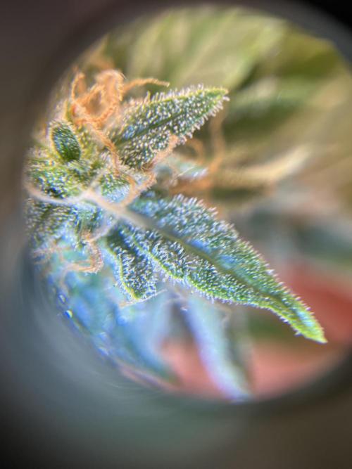 Auto Frozen Biscotti 2026. Week 11