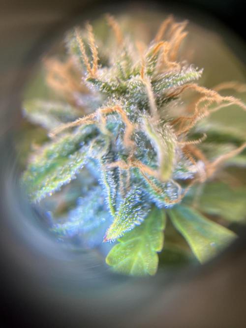 Auto Frozen Biscotti 2026. Week 11