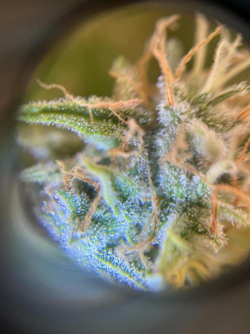 Auto Frozen Biscotti 2026. Week 11