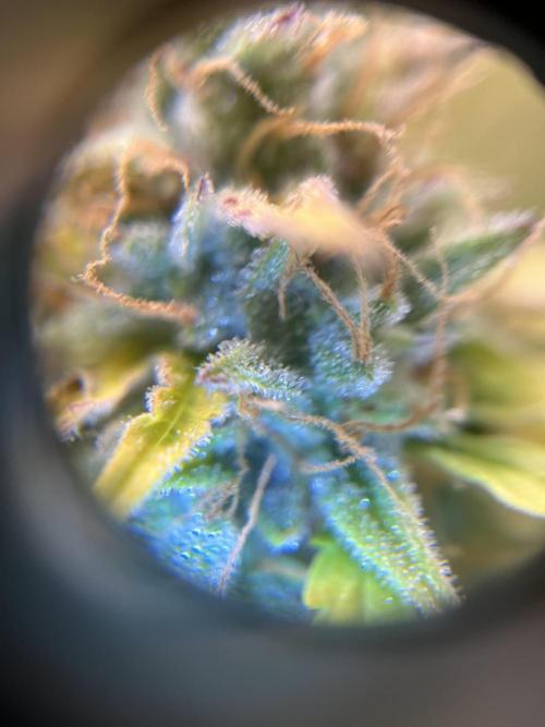 Auto Frozen Biscotti 2026. Week 11