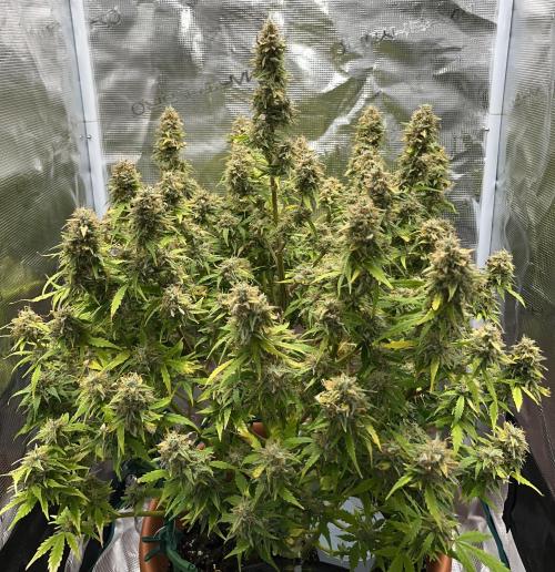 Auto Frozen Biscotti 2026. Week 12