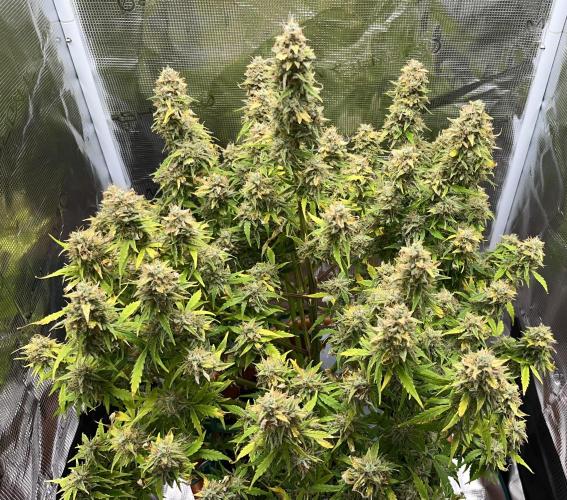 Auto Frozen Biscotti 2026. Week 12