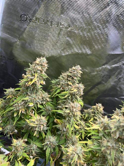 Auto Frozen Biscotti 2026. Week 12
