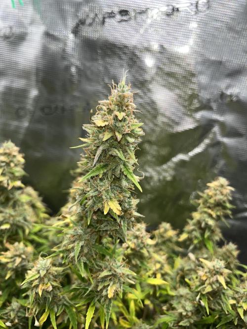 Auto Frozen Biscotti 2026. Week 12