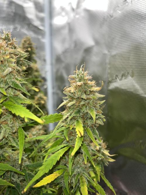 Auto Frozen Biscotti 2026. Week 12